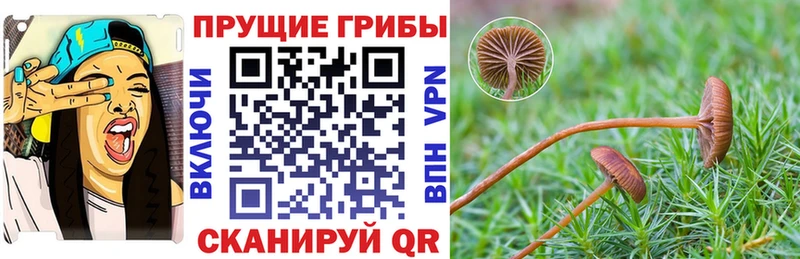 Галлюциногенные грибы ЛСД  где купить наркоту  гидра маркетплейс  Тайга 