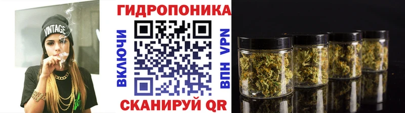Канабис планчик  Тайга 